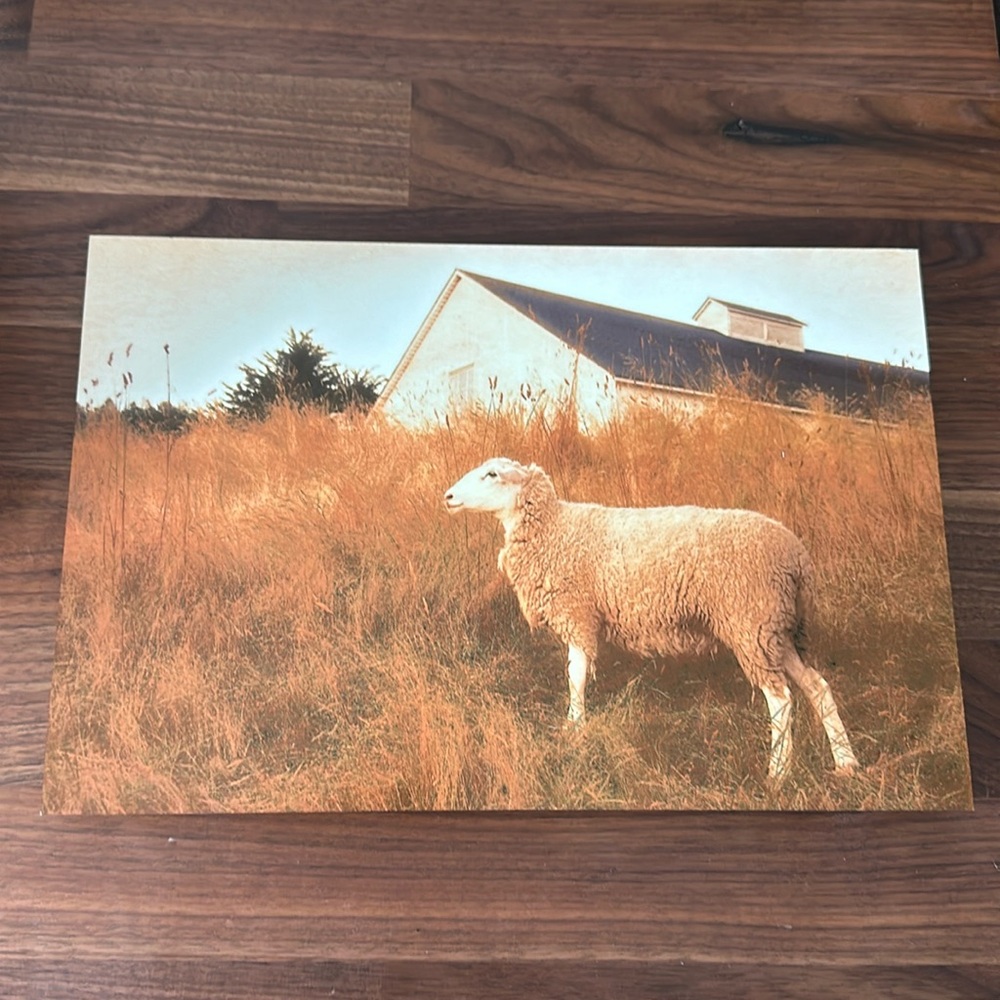 Sea Ranch, California “sheep’s world” Metal Print